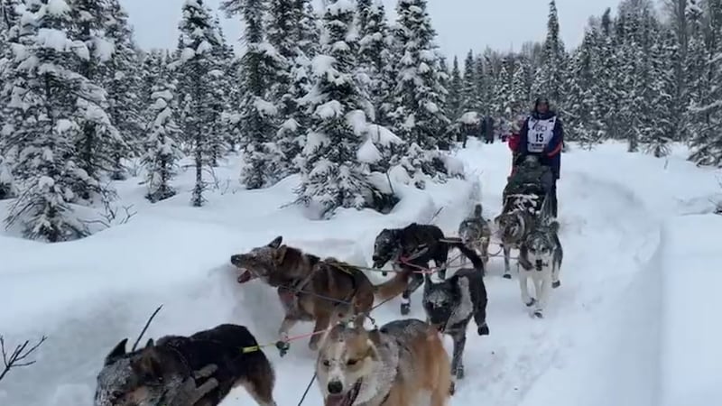Sled dog dies on Iditarod trail en route to Elim checkpoint, officials say
