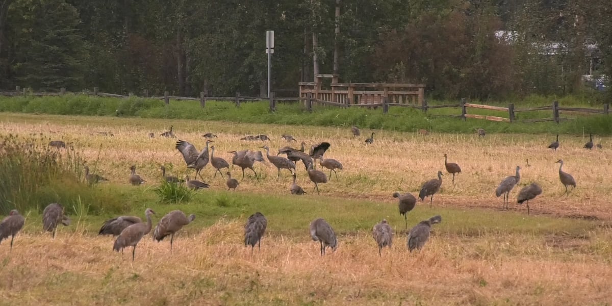 Sandhill Crane Festival draws crowds to Creamer's Field before birds migrate south