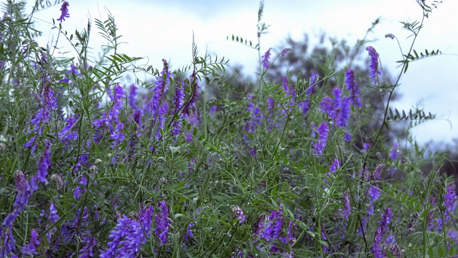 Vetch Alaska Bird Vetch can impact not only your yard but the entire ecosystem