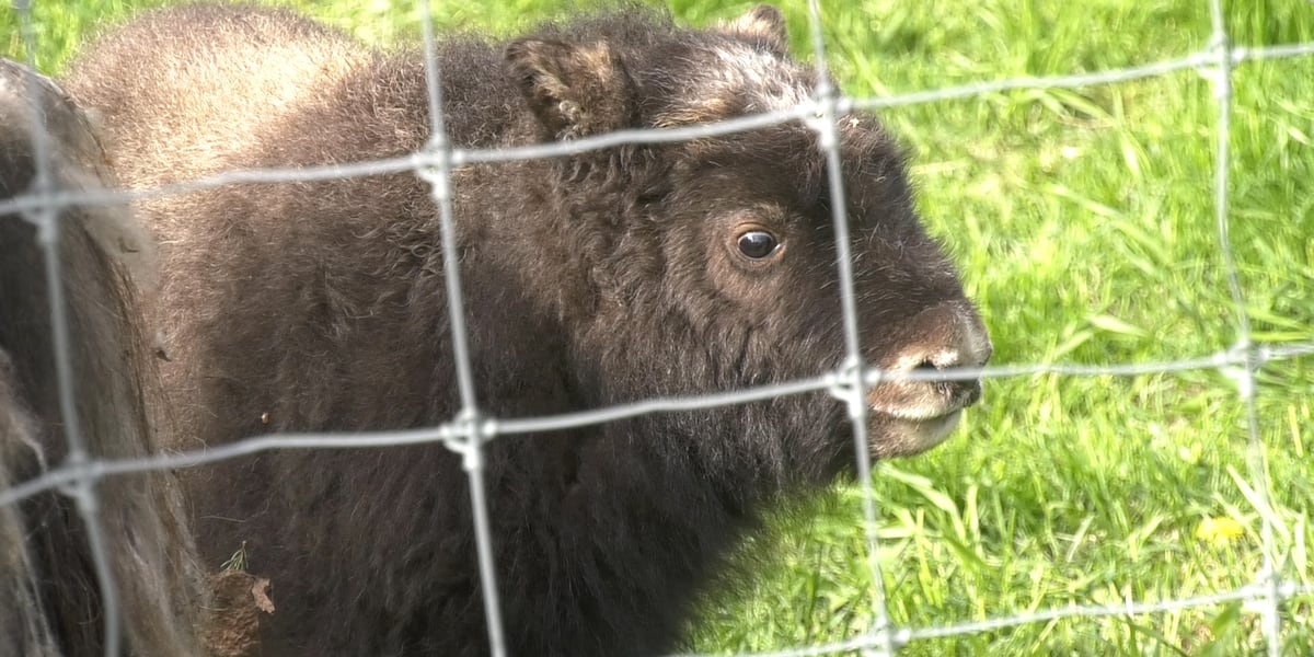 Large Animal Research Center reveals new Muskox calves