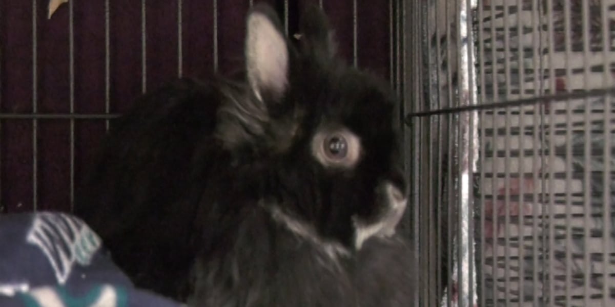 Fairbanks Animal Control works to capture growing rabbit population