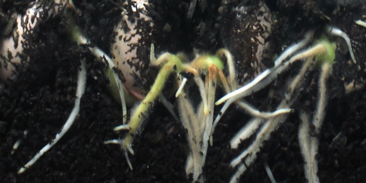 Living Rootless Living Soil Series: Keeping a living root in your garden adds nutrients ...