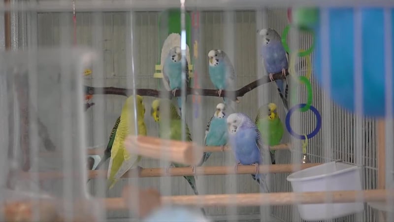A home on Flamingo Drive, Anchorage, is housing nearly 30 parakeets, all in need of forever...